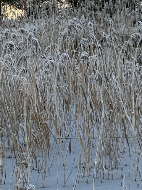 Förbereder Stubb Fräsning